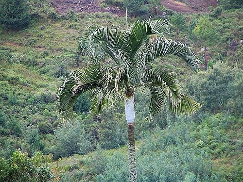 Dypsis ambositrae Dypsis ambositrae Palmpedia Palm Grower39s Guide