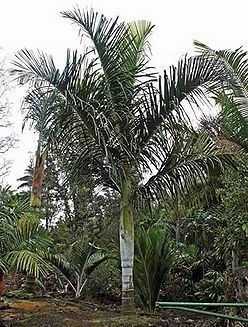 Dypsis Dypsis malcomberi Palmpedia Palm Grower39s Guide