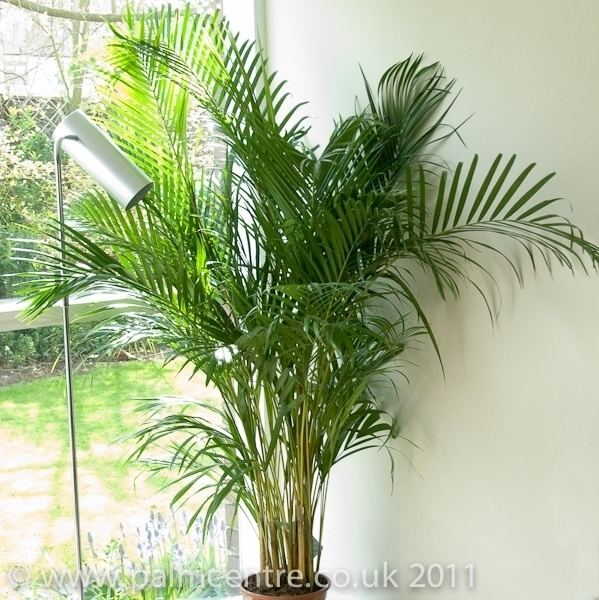 Dypsis Dypsis lutescens Butterfly Palm Tree for sale From Palm Centre