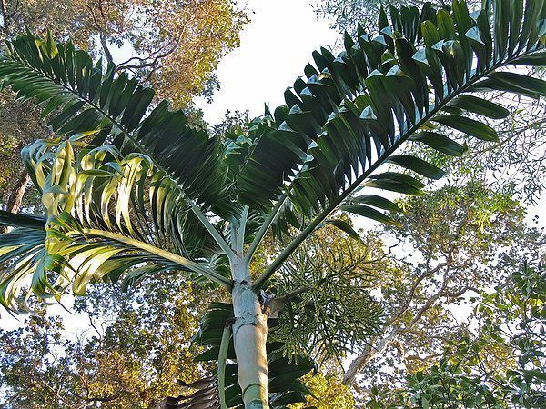 Dypsis lanceolata Dypsis lanceolata Palms For California