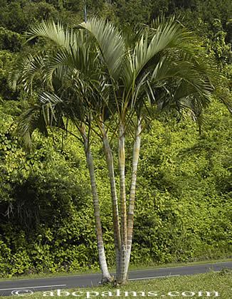 Dypsis lutescens Dypsis lutescens