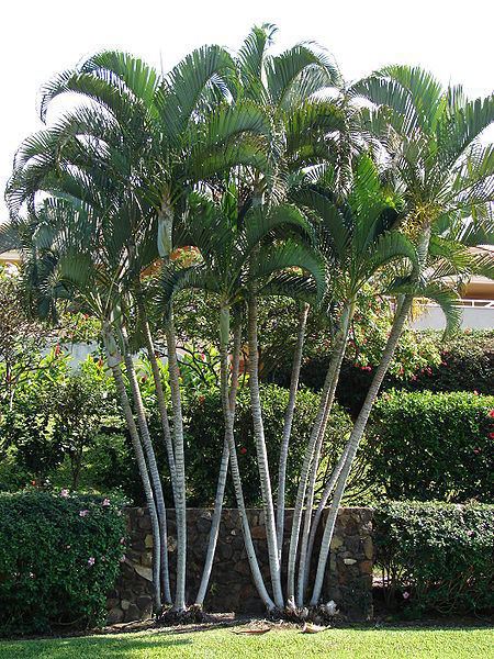 Dypsis lutescens Dypsis lutescens Hortipedia