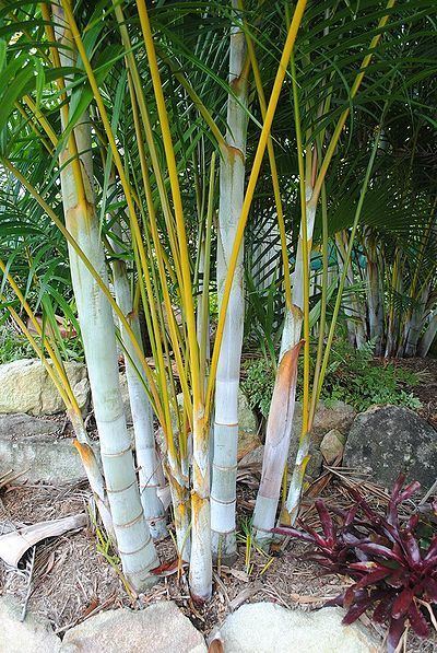 Dypsis lutescens Dypsis lutescens Palmpedia Palm Grower39s Guide