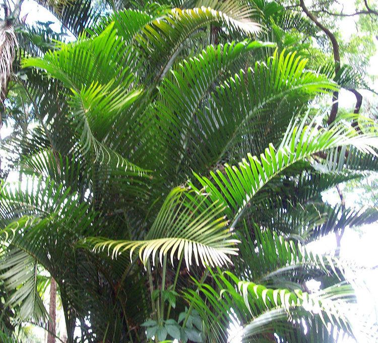 Dypsis madagascariensis Dypsis madagascariensis of the Arecaceae family