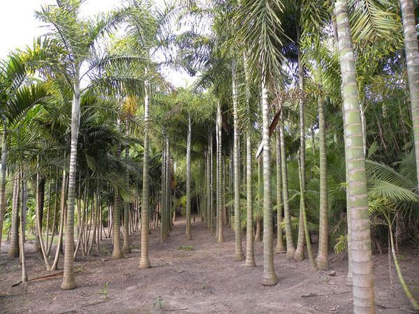 Dypsis madagascariensis Dypsis madagascariensis Palmpedia Palm Grower39s Guide