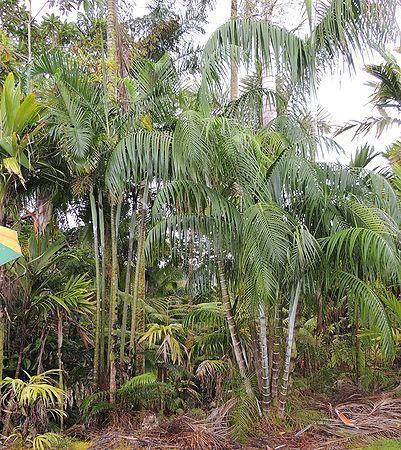 Dypsis onilahensis Dypsis onilahensis Palms For California