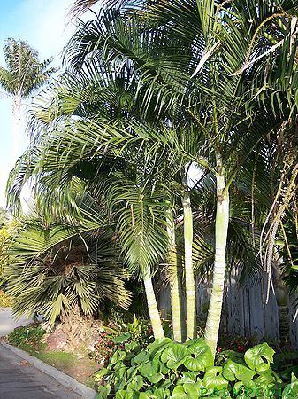 Dypsis onilahensis wwwpalmpedianetwikiimagesthumbff7Dypsison