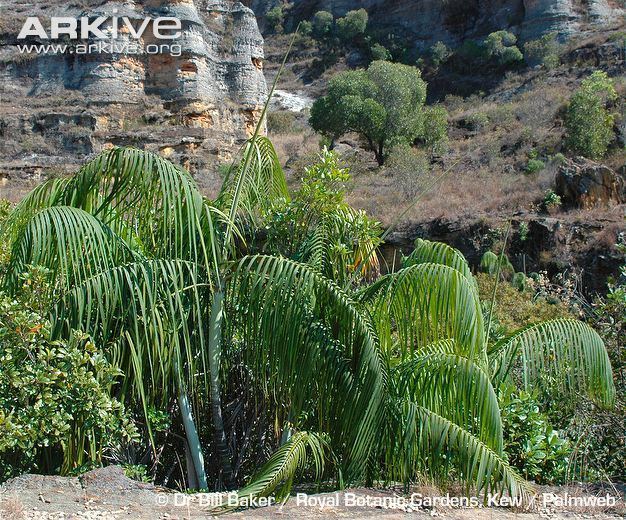 Dypsis onilahensis Onilahy palm photo Dypsis onilahensis G75866 ARKive