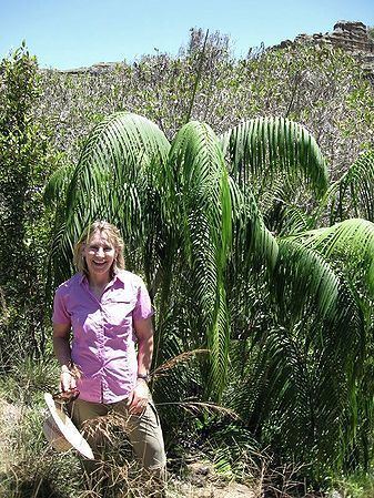 Dypsis onilahensis Dypsis onilahensis Palmpedia Palm Grower39s Guide