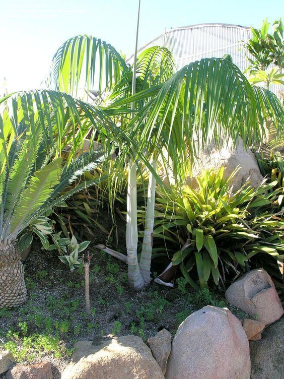 Dypsis onilahensis Dypsis onilahensis Striking white Weeping look mywatergallery