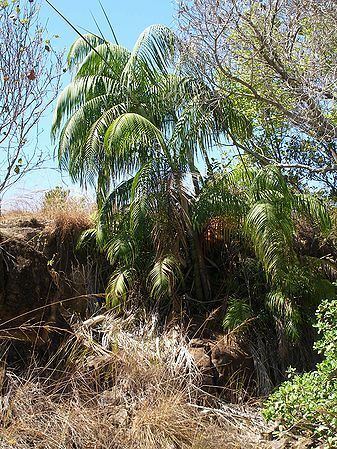 Dypsis onilahensis Dypsis onilahensis Palmpedia Palm Grower39s Guide