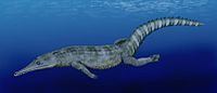 Dyrosauridae httpsuploadwikimediaorgwikipediacommonsthu