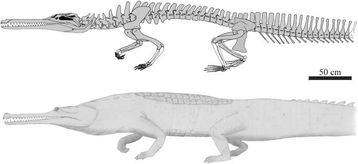 Dyrosaurus A new species of Dyrosaurus Crocodylomorpha Dyrosauridae from the