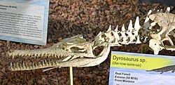 Dyrosaurus httpsuploadwikimediaorgwikipediacommonsthu