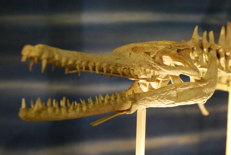 Dyrosaurus Temperature Key to Crocs in the Sea Phenomena
