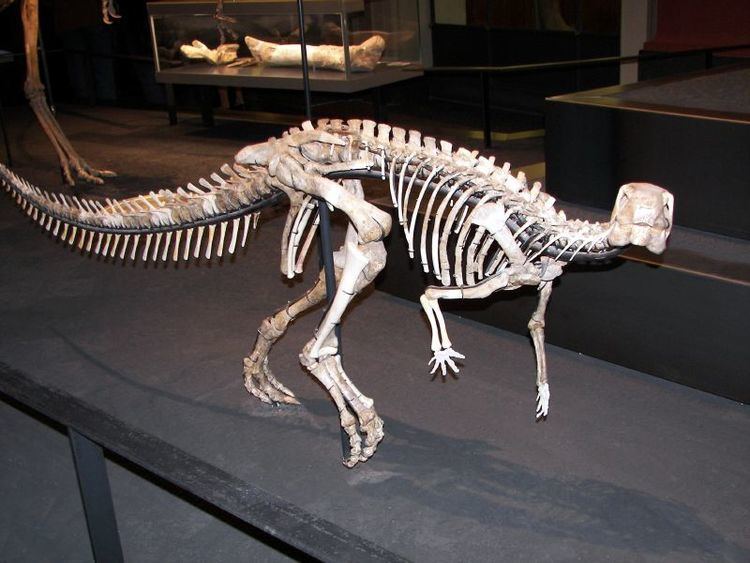 Dysalotosaurus FileDysalotosaurusjpg Wikimedia Commons