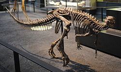 Dysalotosaurus Dysalotosaurus Wikipedia