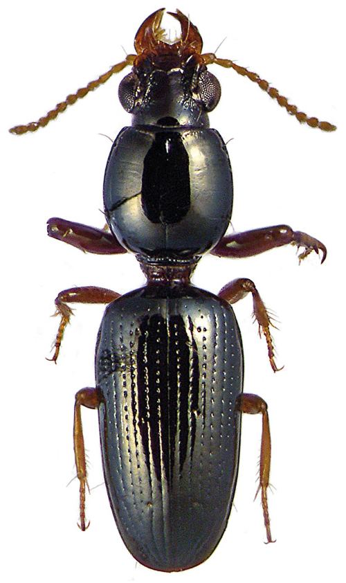 Dyschirius Genus Dyschirius Bonelli 1810 tabsyn Carabidae