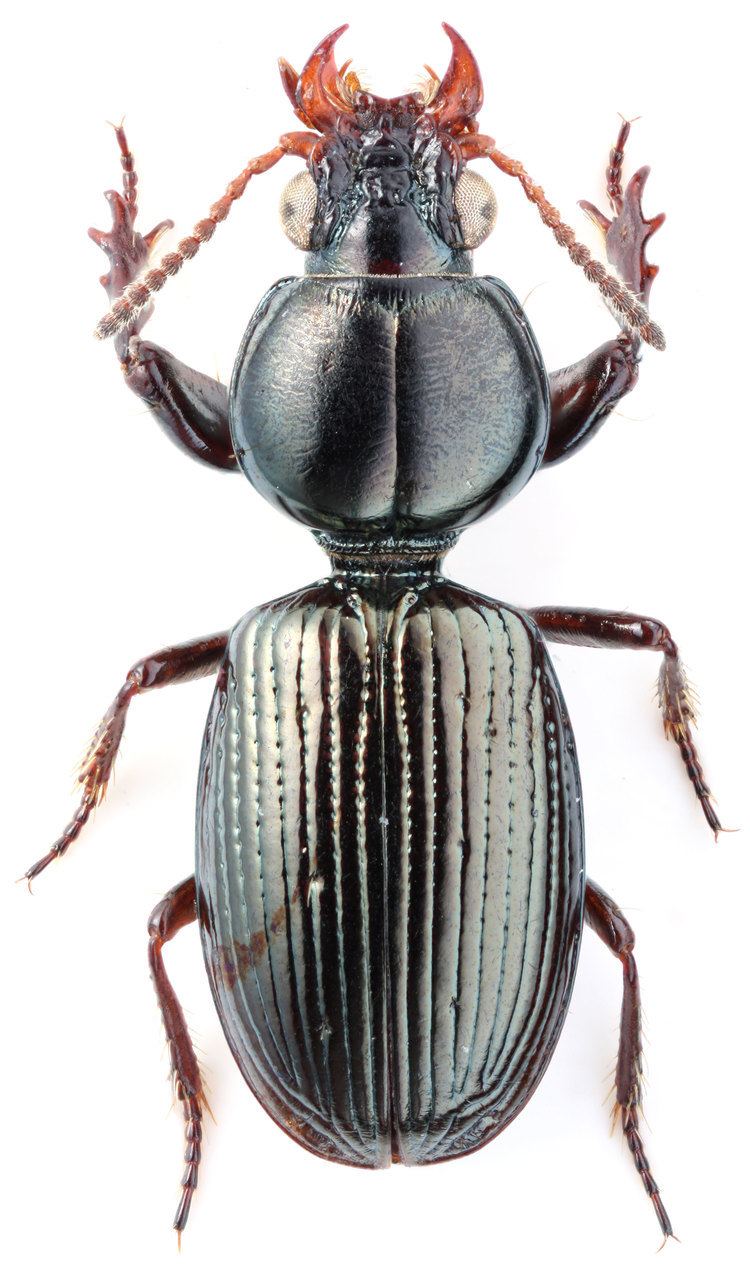 Dyschirius Genus Dyschirius Bonelli 1810 tabsyn Carabidae