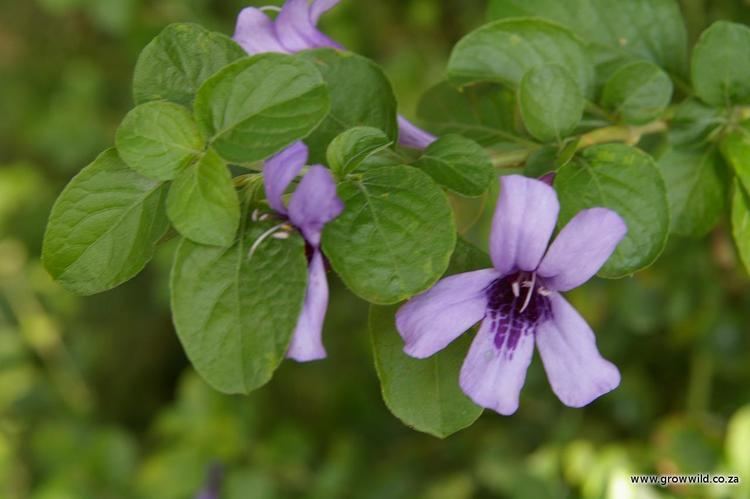 Dyschoriste Dyschoriste thunbergiiflora Grow Wild