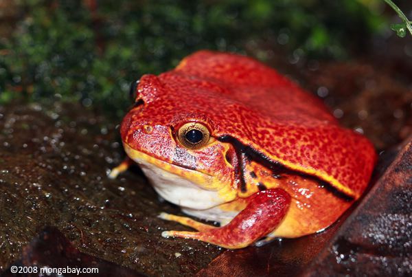 Dyscophus antongilii calacad032jpg