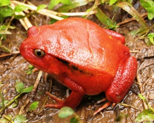 Dyscophus antongilii CalPhotos Dyscophus antongilii Tomato Frog