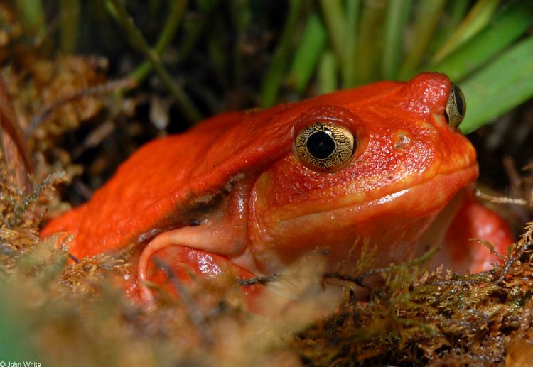 Dyscophus antongilii CalPhotos Dyscophus antongilii Tomato Frog