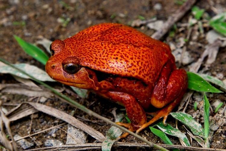 Dyscophus guineti Tomato Frog Dyscophus guineti Toliary Madagascarquot by john Lenagan