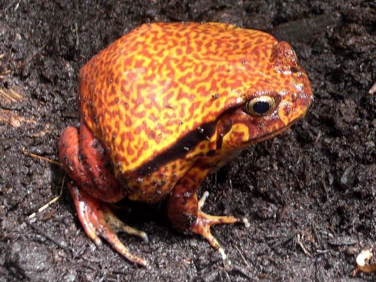 Dyscophus guineti Image Dyscophus guineti False Tomato Frog BioLibcz