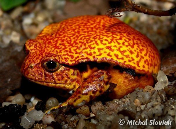 Dyscophus guineti Image Dyscophus guineti False Tomato Frog BioLibcz