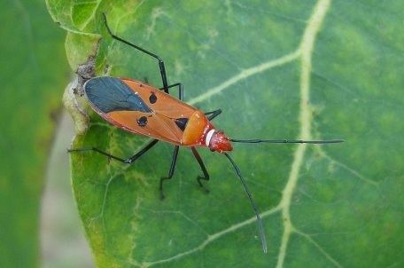 Dysdercus cingulatus Dysdercus cingulatus