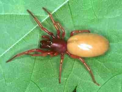 Dysderidae Dysderidae Cell spiders