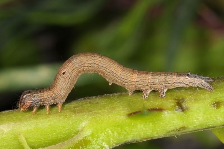 Dysgonia algira European Lepidoptera and their ecology Dysgonia algira