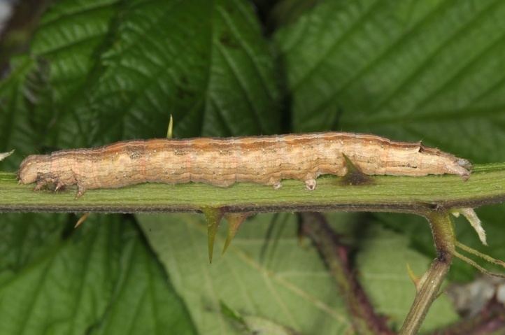 Dysgonia algira European Lepidoptera and their ecology Dysgonia algira