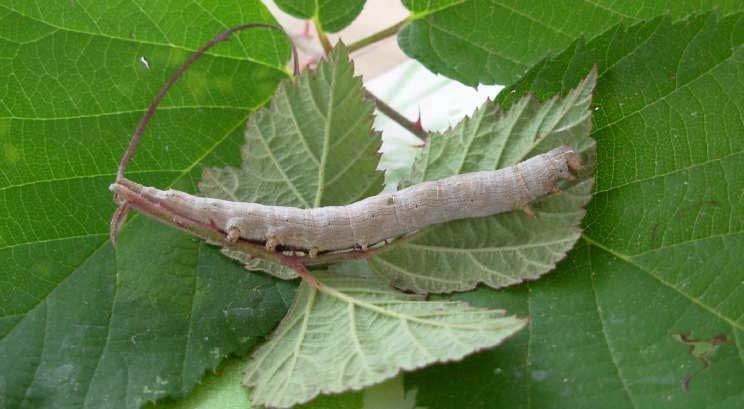 Dysgonia algira The Passenger Dysgonia algira UKMoths