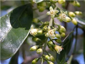 Dysoxylum fraserianum Trees In Newcastle Species CatalogueDysoxylum fraserianum