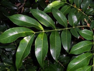 Dysoxylum fraserianum Factsheet Dysoxylum fraserianum