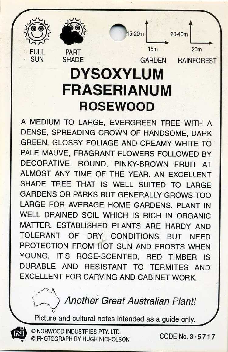 Dysoxylum fraserianum Rosewood Dysoxylum Fraserianum