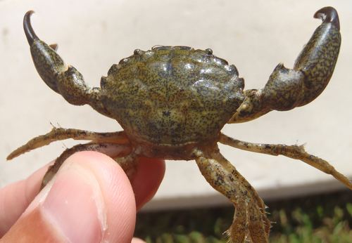 Dyspanopeus sayi Small Mud Crab observed by cyric 0309 PM EDT on October 2 2013