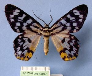 Dysphania (moth) wwwboldsystemsorgpicsw300GWORABCZSMLep12