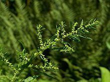 Dysphania (plant) httpsuploadwikimediaorgwikipediacommonsthu