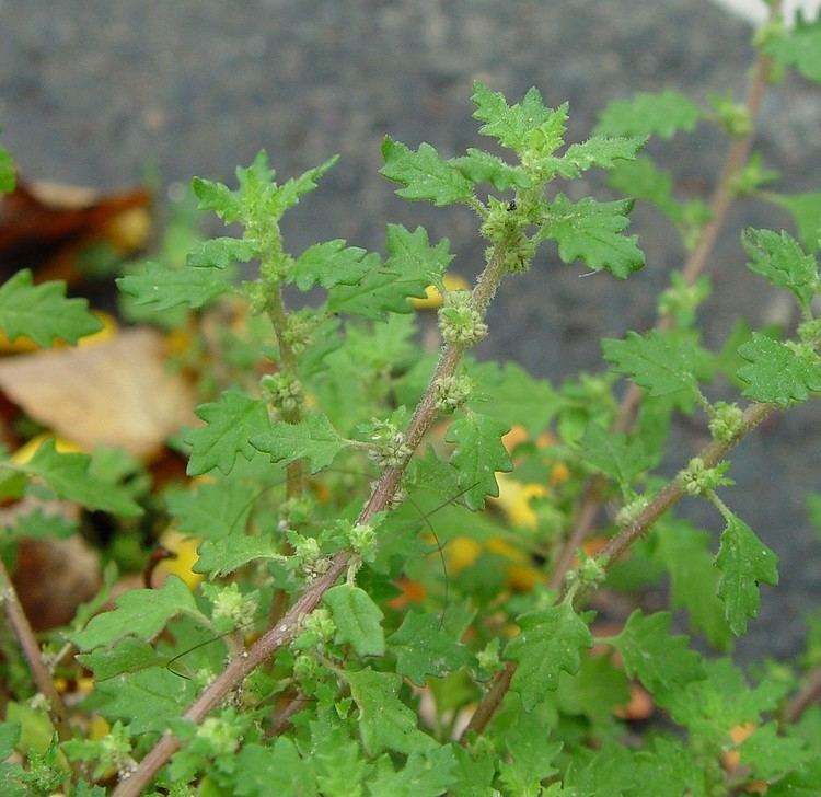 Dysphania pumilio Dysphania pumilio clammy glandulargoosefoot Go Botany