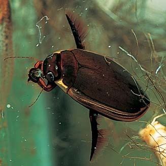 Dytiscidae Dytiscidae water beetles