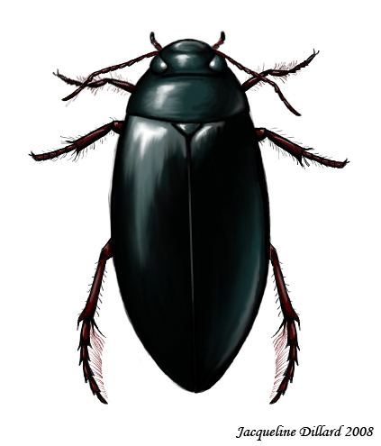 Dytiscidae Dytiscidae by JacquelineRae on DeviantArt