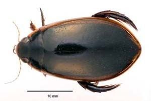 Dytiscidae Family Dytiscidae