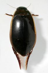 Dytiscidae tolweborgtreeToLimagescybisterfimbriolatusmpc