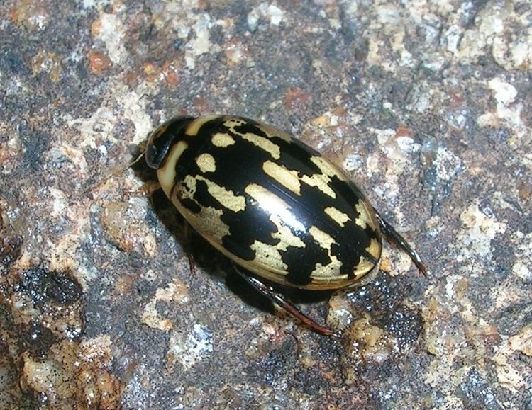 Dytiscidae Dytiscidae Wikipedia