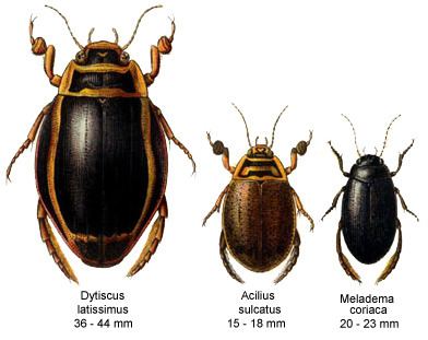 Dytiscidae Dytiscidae Checklist View