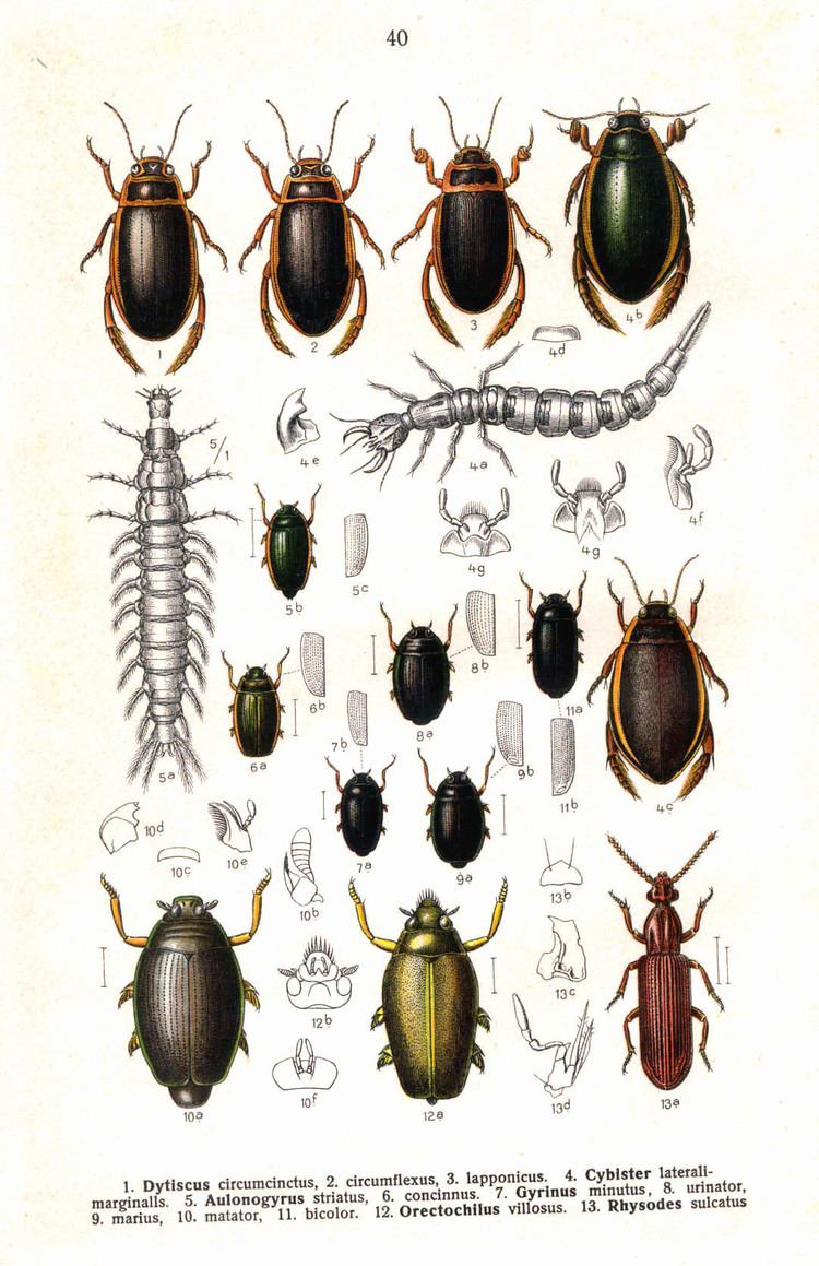 Dytiscus Dytiscus lapponicus Wikipedia