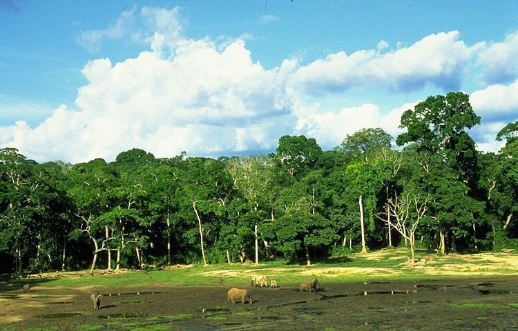 Dzanga-Sangha Special Reserve